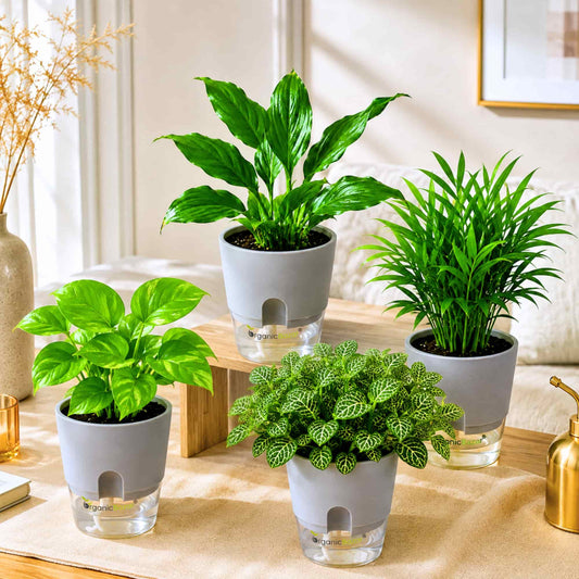 Air Purifying Indoor Plant Combo Pack of 4 – Bamboo Palm, Peace Lily, Money Plant & Fittonia Green | Live Plants