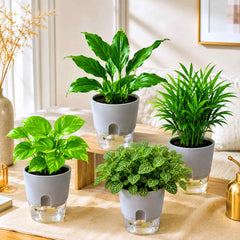 Air Purifying Indoor Plant Combo Pack of 4 – Bamboo Palm, Peace Lily, Money Plant & Fittonia Green | Live Plants