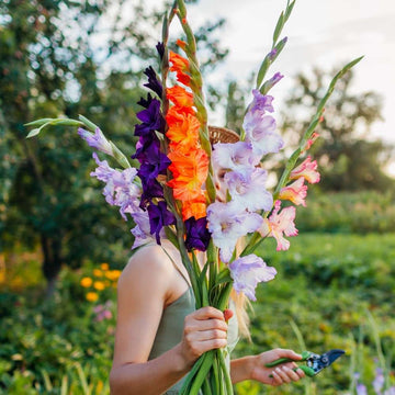 Gladiolus Mix Color Flower Bulbs (10N)