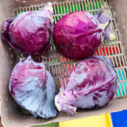 Cabbage Red Seeds - 150 Seeds (Lal Patta gobhi) (लाल पत्ता गोभी के बीज) High Germination / Easy to Grow / Ideal for Terrace/Kitchen Gardening