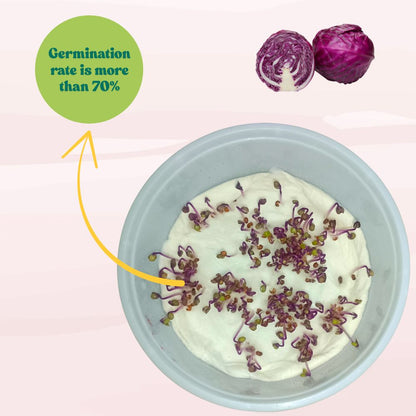 Cabbage Red Seeds - 150 Seeds (Lal Patta gobhi) (लाल पत्ता गोभी के बीज) High Germination / Easy to Grow / Ideal for Terrace/Kitchen Gardening