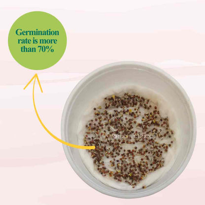 Red Cabbage Microgreen Seeds (10g)