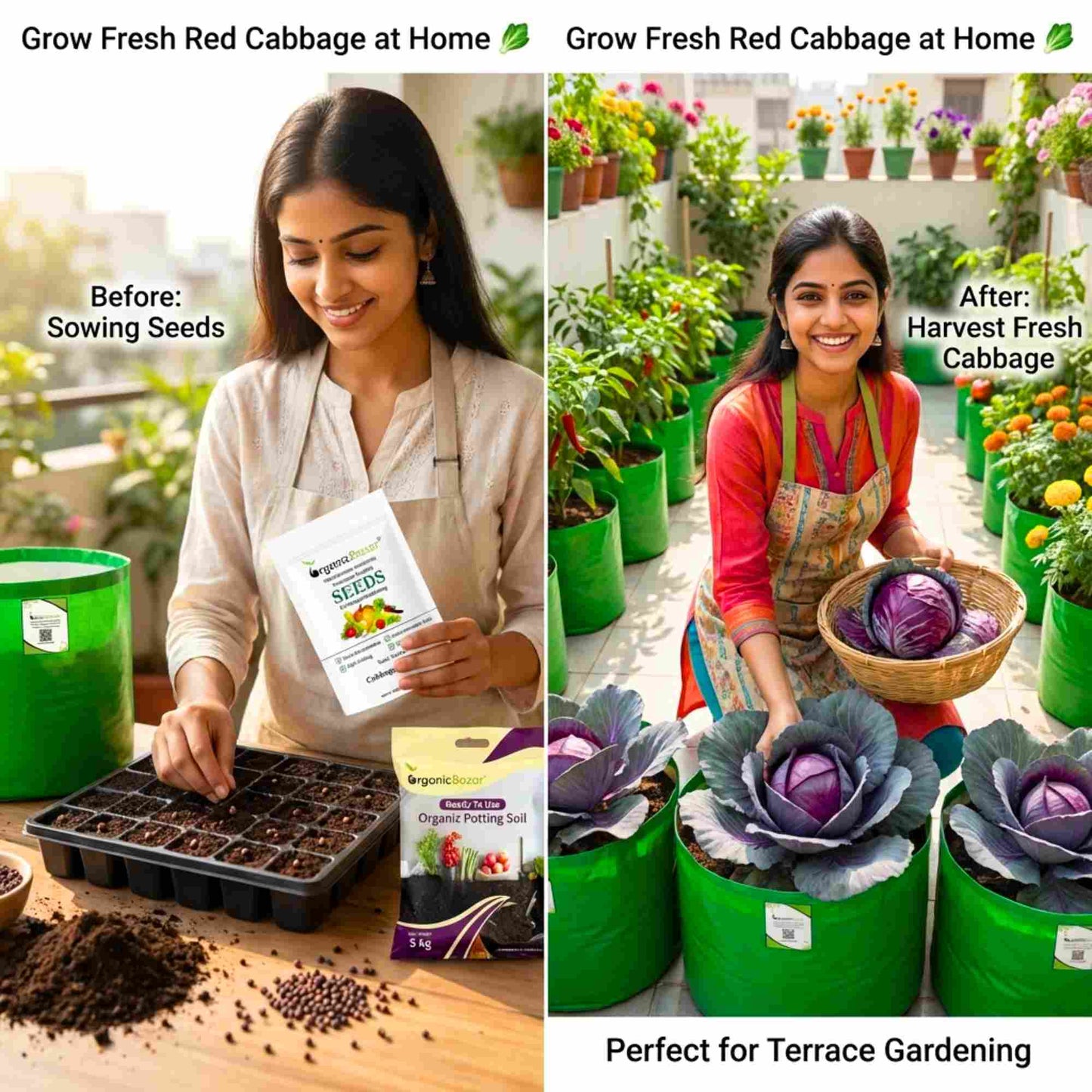 Cabbage Red Seeds - 150 Seeds (Lal Patta gobhi) (लाल पत्ता गोभी के बीज) High Germination / Easy to Grow / Ideal for Terrace/Kitchen Gardening