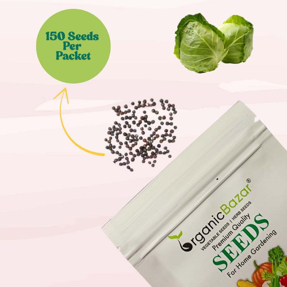 Cabbage (Patta Gobhi) Seeds  - 150 Seeds (Hari Patta Gobhi/हरी पत्ता गोभी के बीज) High Germination / Easy to Grow / Ideal for Terrace/Kitchen Gardening