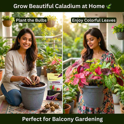 Caladium Mix Flower Bulbs (05N) Colorful Ornamental Plants For Indoor & Outdoor Gardening🌿✨