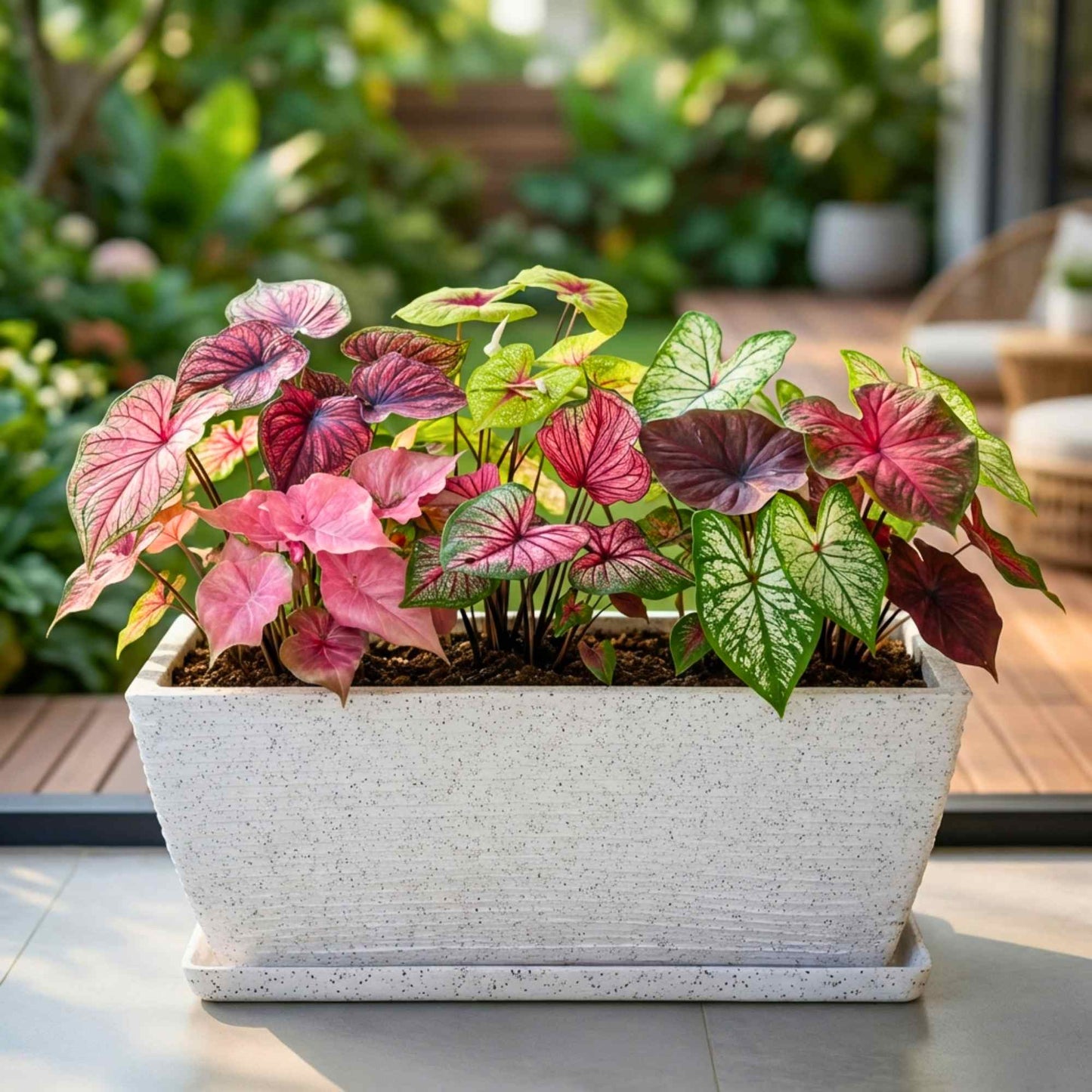 Caladium Mix Flower Bulbs