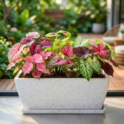 Caladium Mix Flower Bulbs