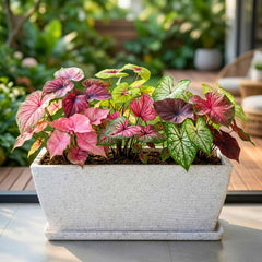 Caladium Mix Flower Bulbs (05N) Colorful Ornamental Plants For Indoor & Outdoor Gardening🌿✨