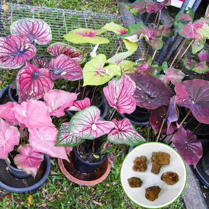 Caladium Mix Flower Bulbs