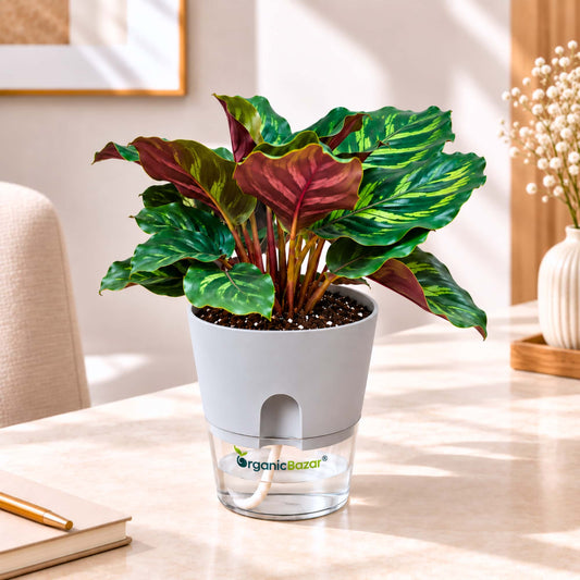 Calathea Makoyana Live Plant