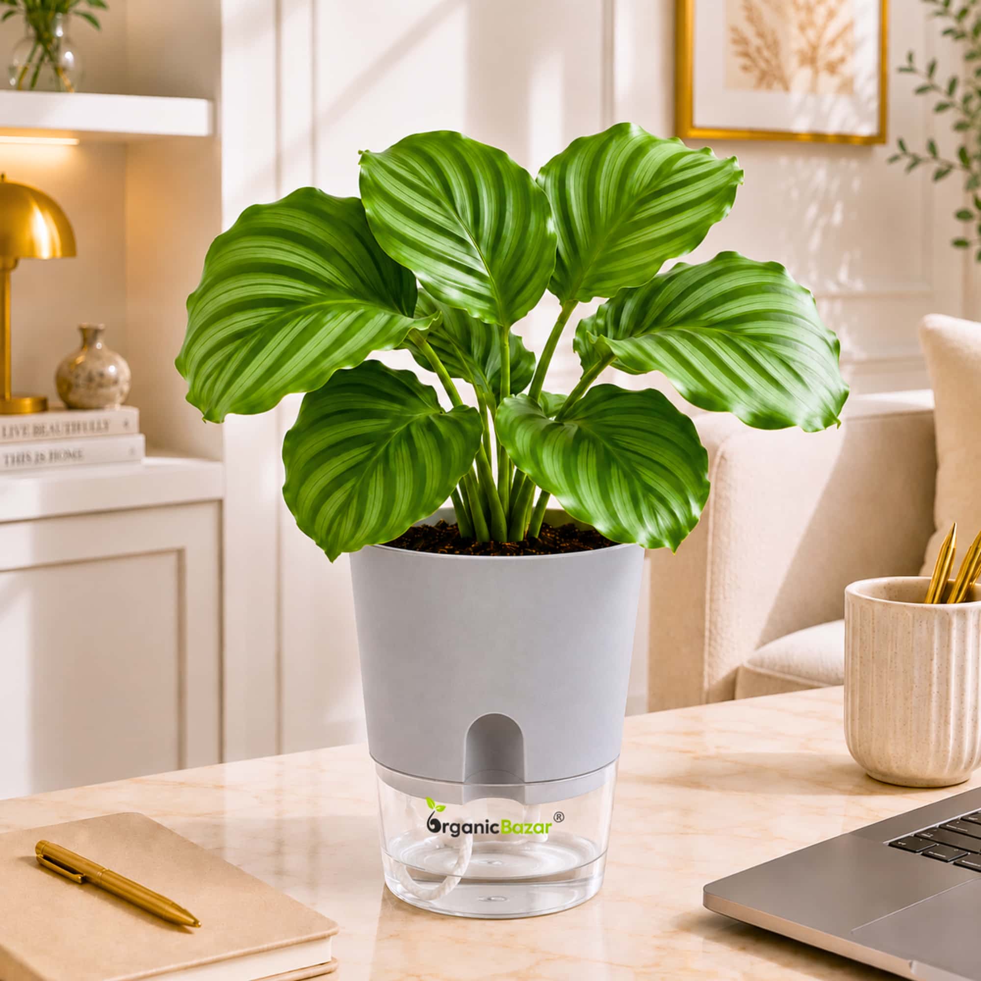 Calathea Orbifolia Live Plant