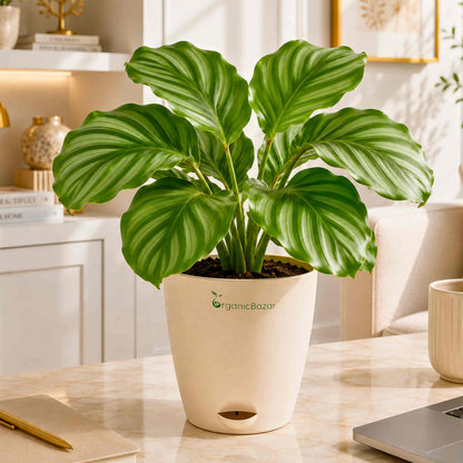Aqua Pot | Self-Watering Plastic Planter | Indoor & Balcony Plants
