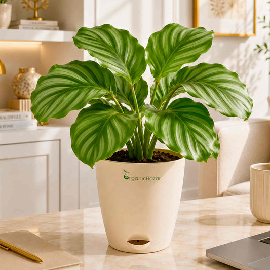Calathea Orbifolia Live Plant
