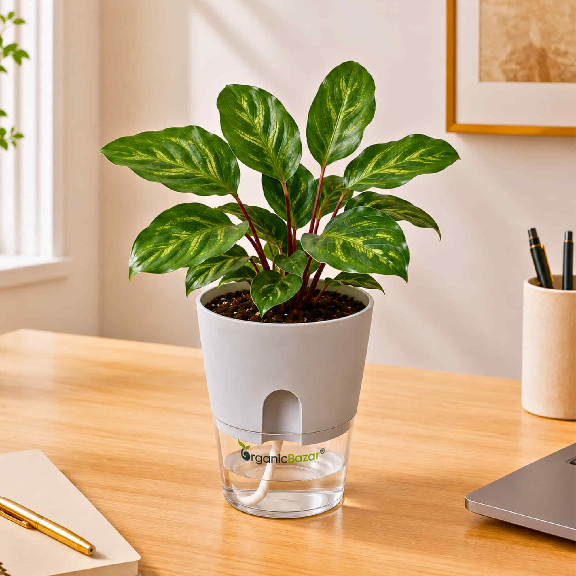 Calathea Makoyana Live Plant