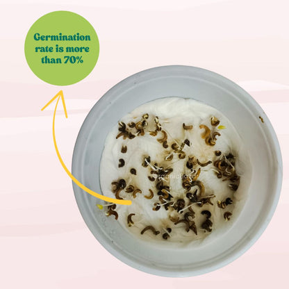 Calendula Creamy White Flower Seeds - 100 Seeds (Pot marigold/पॉट मैरीगोल्ड के बीज)