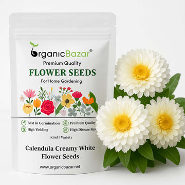 Calendula Creamy White Flower Seeds - 100 Seeds (Pot marigold/पॉट मैरीगोल्ड के बीज)