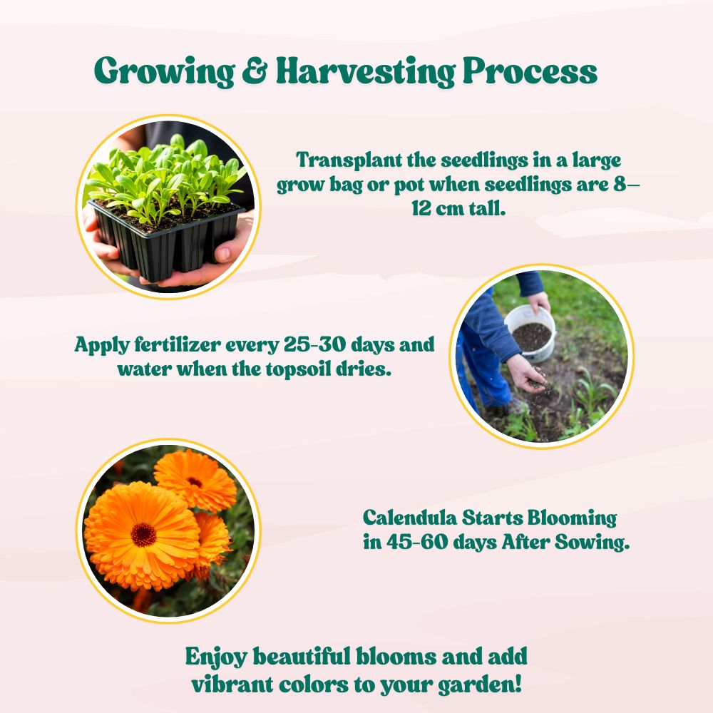 Calendula Officinalis Fiesta Gitana Orange Seeds - 100 Seeds (Pot marigold/पॉट मैरीगोल्ड के बीज) High germination/Easy To grow/ Perfect for pots, balconies, or Terrace gardens