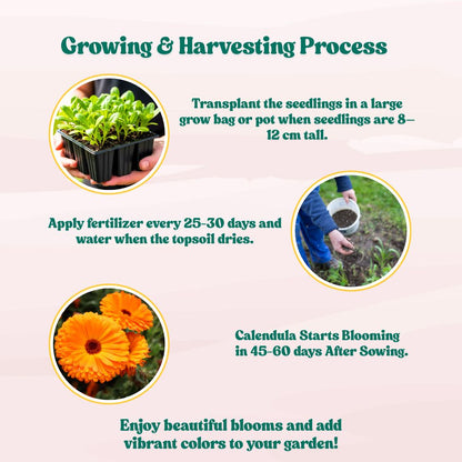 Calendula Officinalis Fiesta Gitana Orange Seeds - 100 Seeds (Pot marigold/पॉट मैरीगोल्ड के बीज) High germination/Easy To grow/ Perfect for pots, balconies, or Terrace gardens