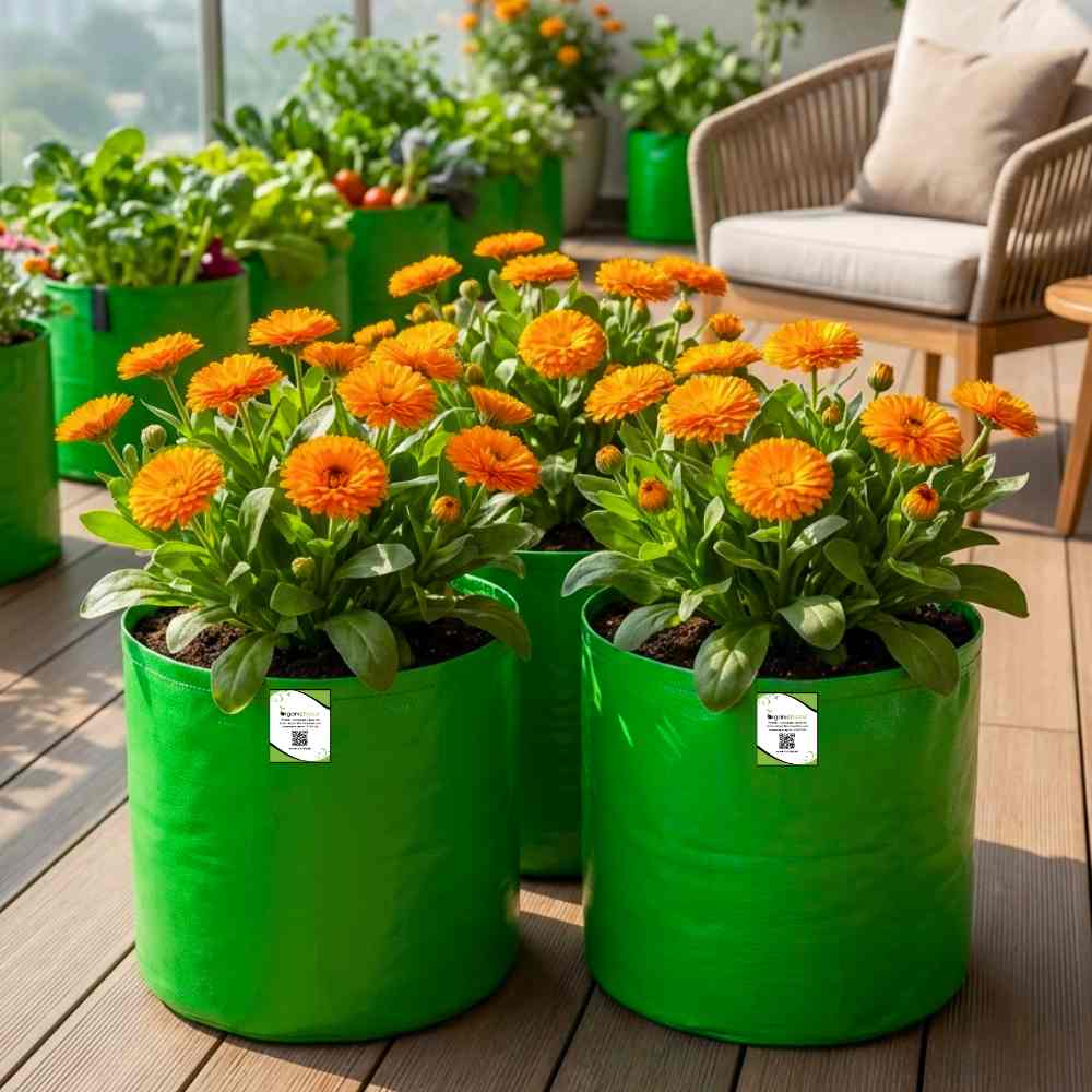 Calendula Officinalis Fiesta Gitana Orange Seeds - 100 Seeds (Pot marigold/पॉट मैरीगोल्ड के बीज) High germination/Easy To grow/ Perfect for pots, balconies, or Terrace gardens