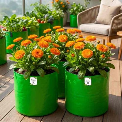 Calendula Officinalis Fiesta Gitana Orange Seeds - 100 Seeds (Pot marigold/पॉट मैरीगोल्ड के बीज) High germination/Easy To grow/ Perfect for pots, balconies, or Terrace gardens