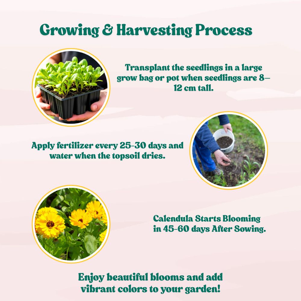 Calendula Officinalis Fiesta Gitana Yellow Seeds - 100 Seeds (Pot marigold/पॉट मैरीगोल्ड के बीज)  High germination/Easy To grow/ Perfect for pots, balconies, or Terrace gardens