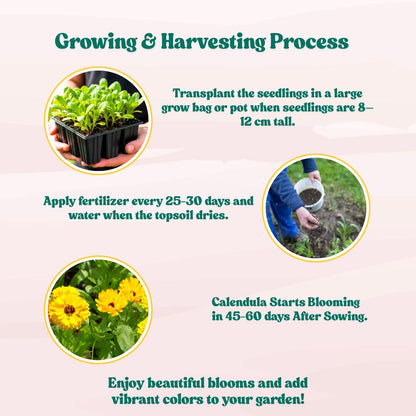 Calendula Officinalis Fiesta Gitana Yellow Seeds - 100 Seeds (Pot marigold/पॉट मैरीगोल्ड के बीज)  High germination/Easy To grow/ Perfect for pots, balconies, or Terrace gardens