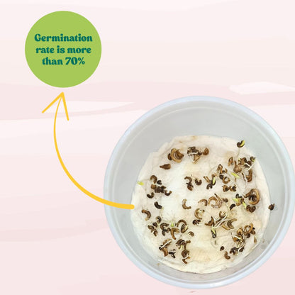 Calendula Officinalis Fiesta Gitana Yellow Seeds - 100 Seeds (Pot marigold/पॉट मैरीगोल्ड के बीज)  High germination/Easy To grow/ Perfect for pots, balconies, or Terrace gardens