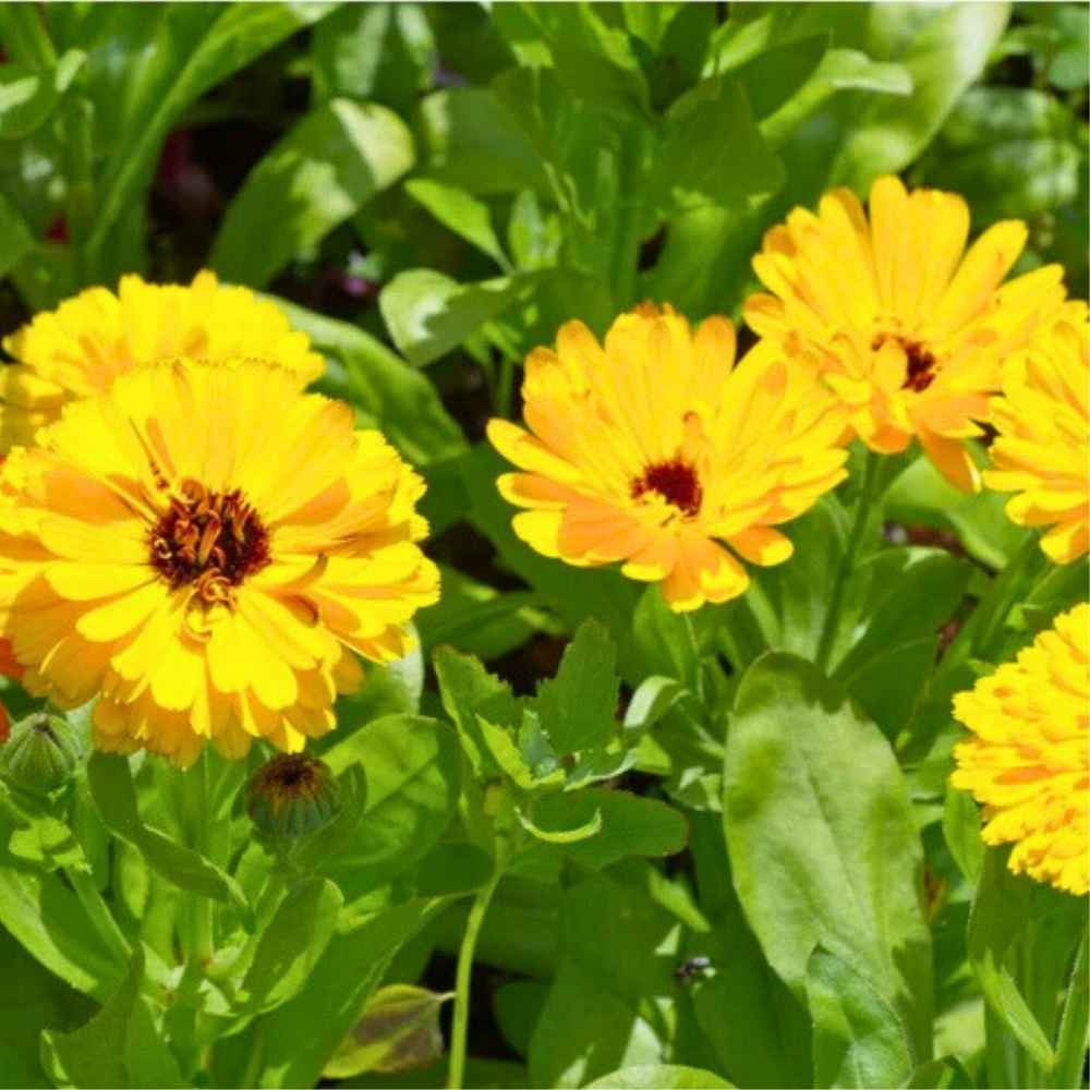 Calendula Officinalis Fiesta Gitana Yellow Seeds - 100 Seeds (Pot marigold/पॉट मैरीगोल्ड के बीज)  High germination/Easy To grow/ Perfect for pots, balconies, or Terrace gardens