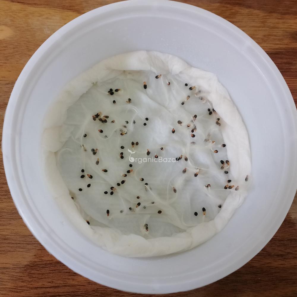 California Poppy Yellow Seeds - 200 Seeds (Khus Khus/Posta/पोस्ता के फूल)