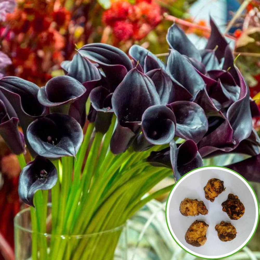 Calla Lily Black Flower Bulbs