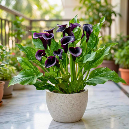 black calla lily plant care Buy Best Quality Calla Lily Black Flower Bulbs Online