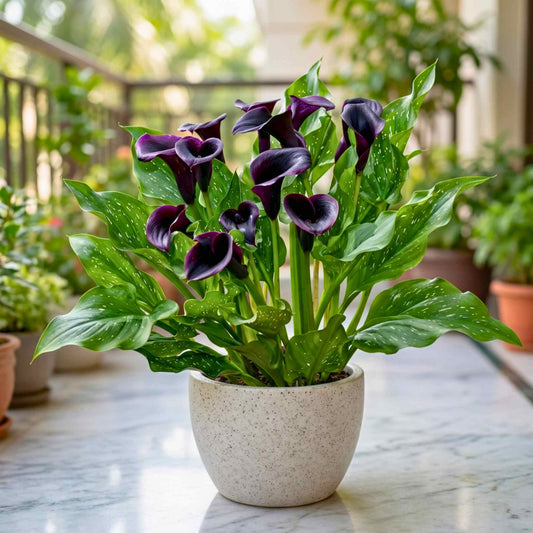 Calla Lily Black Flower Bulbs