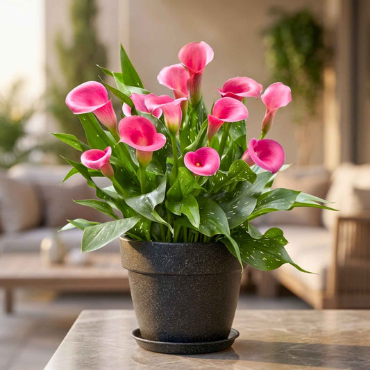 Calla Lily Pink Flower Bulbs