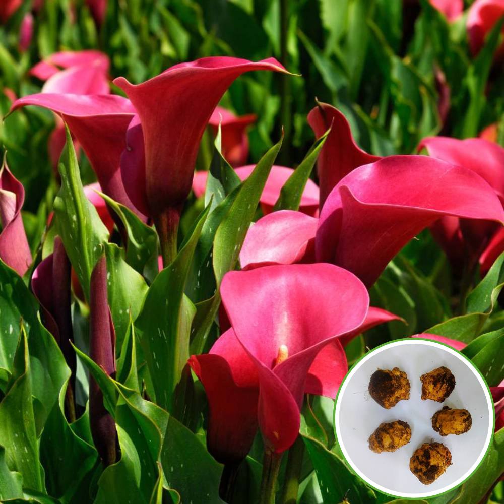 Calla Lily Red Flower Bulbs