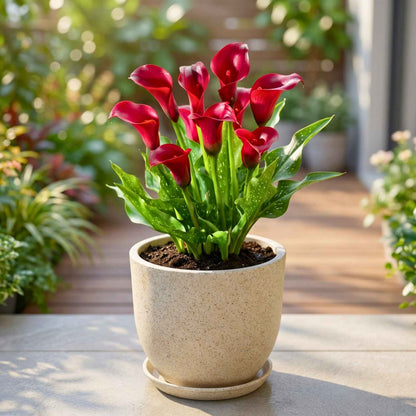 Calla Lily Red Flower Bulbs