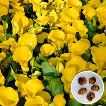 Calla Lily Yellow Flower Bulbs