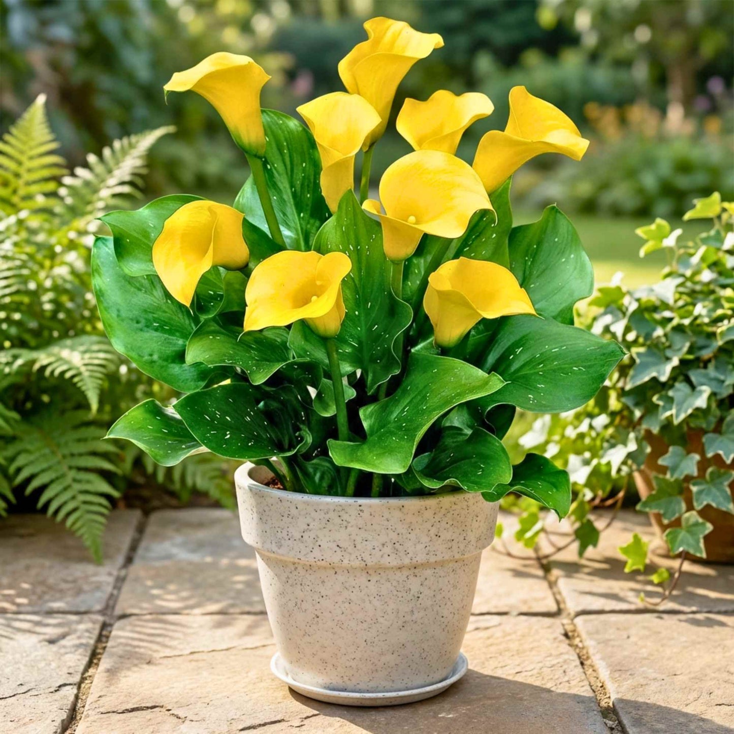 Calla Lily Yellow Flower Bulbs