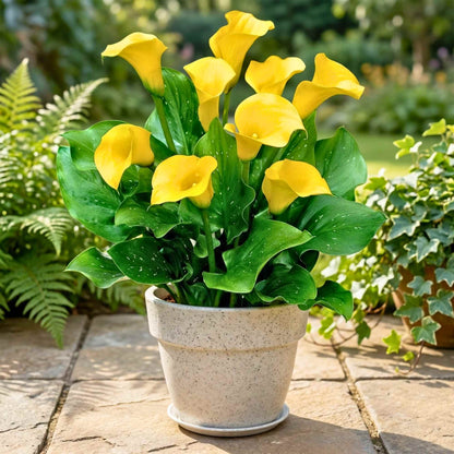 Calla Lily Yellow Flower Bulbs