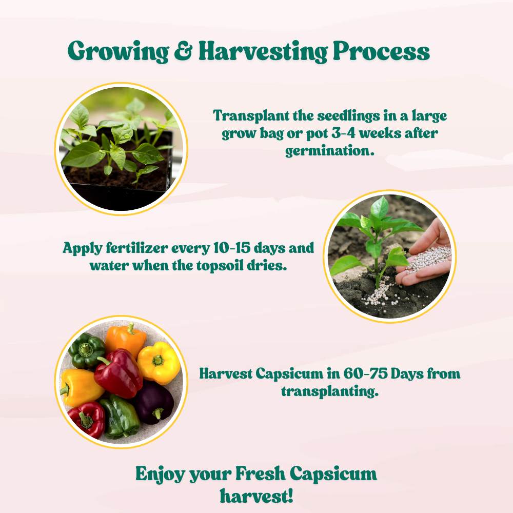 Capsicum-Bellpepper Mixed Color Seeds - (30 Seeds) High Yield | High Germination | Best for Home Gardens  (Shimla Mirch/ शिमला मिर्च के बीज)