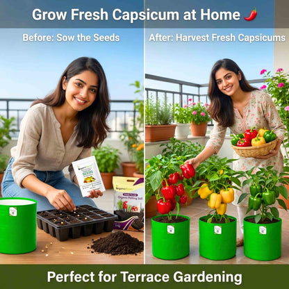 Capsicum-Bellpepper Mixed Color Seeds - (30 Seeds) High Yield | High Germination | Best for Home Gardens  (Shimla Mirch/ शिमला मिर्च के बीज)