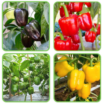 4 Different Color Capsicum Seeds Packet