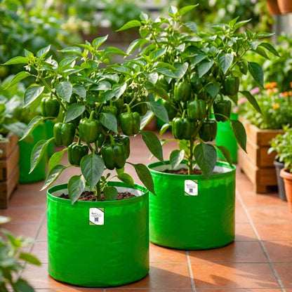 Capsicum (Shimla Mirch) Imported Seeds - (20 Seeds) High Yield | High Germination | Best for Home Gardens (शिमला मिर्च के बीज)
