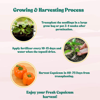 Capsicum Orange (OP) Seeds - (30 Seeds) High Yield/ High Germination Best for Home Gardens  (Naarangi Shimla Mirch/नारंगी शिमला मिर्च के बीज)