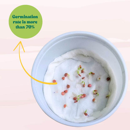 Capsicum Purple Black Seeds - (30 Seeds) High Yield | High Germination | Best for Home Gardens (Shimla Mirch / बैंगनी शिमला मिर्च)