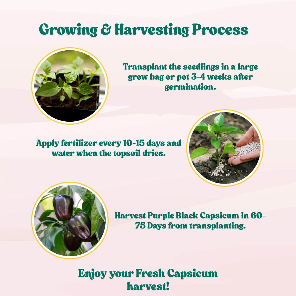 Capsicum Purple Black Seeds - (30 Seeds) High Yield | High Germination | Best for Home Gardens (Shimla Mirch / बैंगनी शिमला मिर्च)