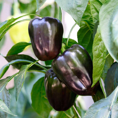 Capsicum Purple Black Seeds - (30 Seeds) High Yield | High Germination | Best for Home Gardens (Shimla Mirch / बैंगनी शिमला मिर्च)