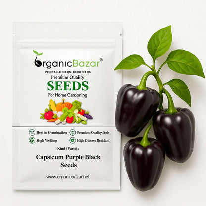 Capsicum Purple Black Seeds - (30 Seeds) High Yield | High Germination | Best for Home Gardens (Shimla Mirch / बैंगनी शिमला मिर्च)