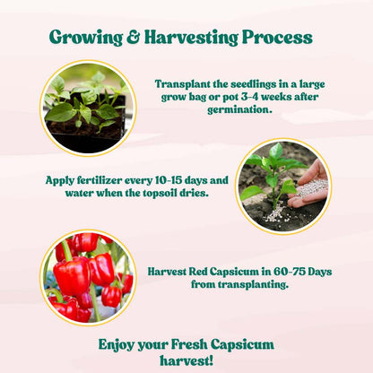 Capsicum Red ( Lal Shimla Mirch) Seeds - (30 Seeds) High Yield | High Germination | Best for Home Gardens ( लाल शिमला मिर्च के बीज)