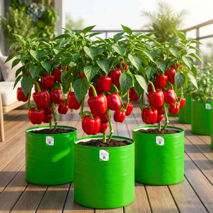 Capsicum Red ( Lal Shimla Mirch) Seeds - (30 Seeds) High Yield | High Germination | Best for Home Gardens ( लाल शिमला मिर्च के बीज)