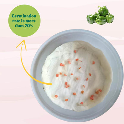 Capsicum (Hari Shimla Mirch) Seeds F1 Hybrid - (30 Seeds) High Yield | High Germination | Best for Home Gardens (हरी शिमला मिर्च के बीज)